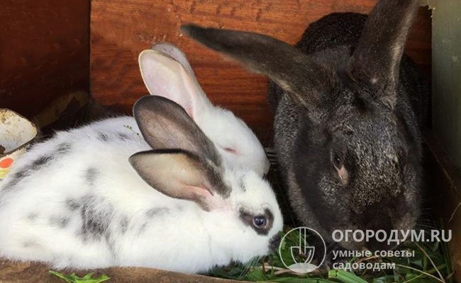 Рацион кроликов должен быть разнообразным, богатым белками и витаминами