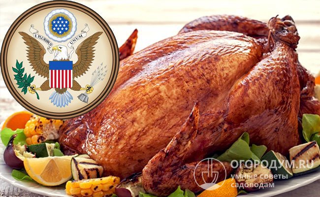 Белоголовый орлан украшает государственный герб США, а индейку американцы традиционно приглашают на семейный ужин в День благодарения
