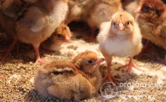 Цыплята отличаются высокой жизнеспособностью, быстро растут и набирают вес