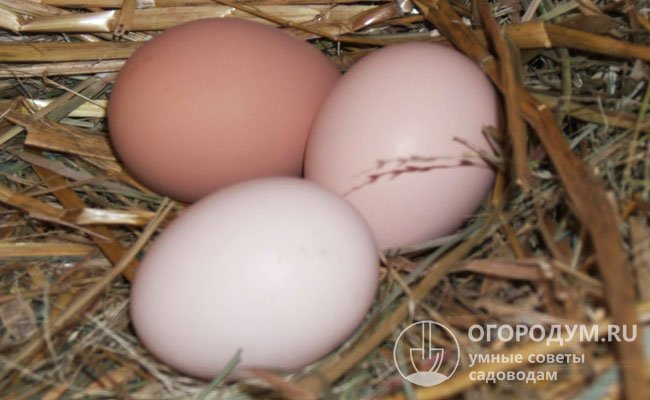 Благодаря прочной скорлупе яйца плимутроков защищены от сальмонеллеза, а по вкусовым показателям ничем не уступают специализированным яичным породам и кроссам