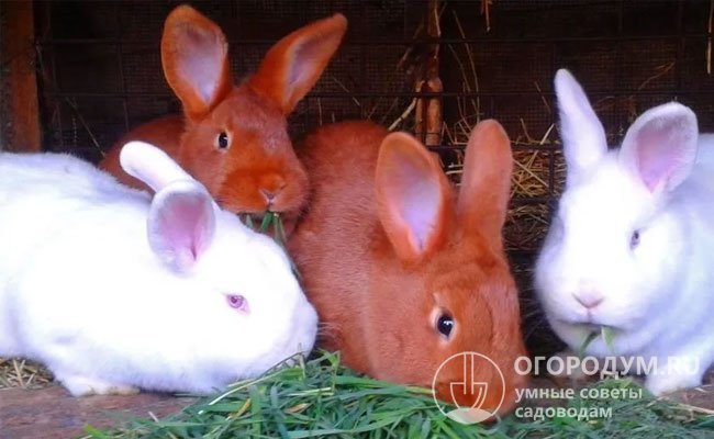 Благодаря высокой мясной продуктивности новозеландские кроли востребованы и популярны во всем мире