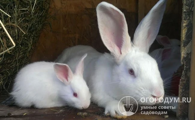При правильном кормлении крольчата хорошо растут и быстро набирают вес