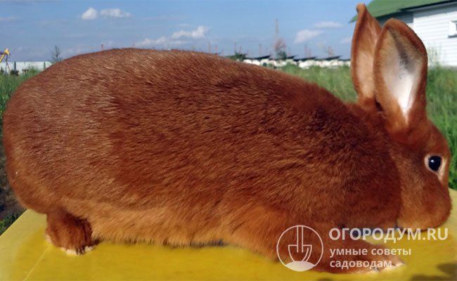 Ценность шкурок кроликов породы «Новозеландская красная» зависит от оттенка окраса – чем он темнее и ярче, тем лучше