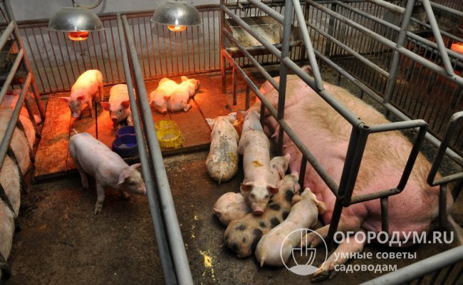 В свинарнике для супоросной свиноматки и ожидаемых малышей оборудуют отдельные помещения с обязательным обогревом и защитным ограждением