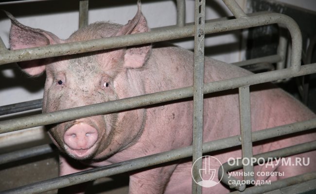 О приближении опороса свидетельствуют изменения в поведении свинки, она может становиться апатичной или проявлять агрессивность
