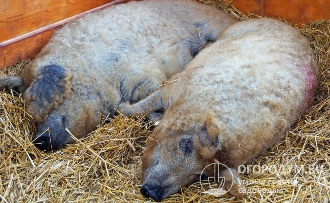 Свиньи породы Мангалица способны набирать вес до 160-200 кг