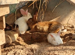 Разведение кроликов в яме