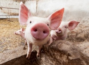 Разведение свиней: советы для начинающих