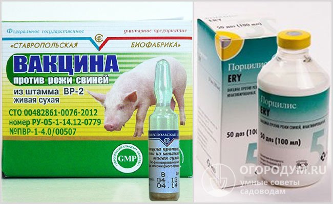 На фото – различные вакцины против рожи свиней отечественного и зарубежного производства