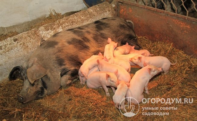 В загоне у супоросной свиноматки нужно предусмотреть обогрев для новорожденных малышей