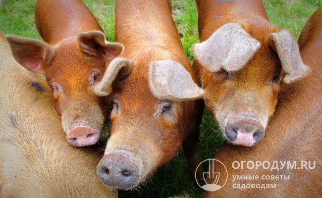 Племенным разведением Дюроков занимаются немногочисленные специализированные хозяйства, для домашнего откорма на мясо чаще используют помесных свиней
