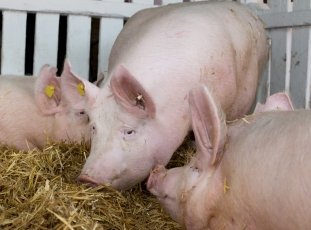 Порода свиней Йоркшир: характеристика, основные преимущества и особенности откорма