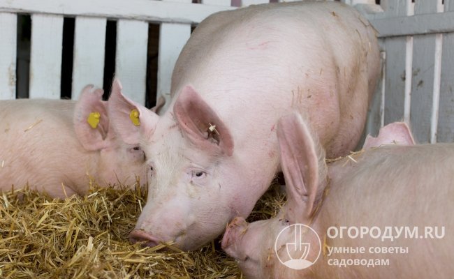 Йоркширские свиньи (на фото) завоевали большую популярность у животноводов многих стран