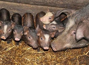 Свиньи Кармалы: порода, о которой пока можно только мечтать