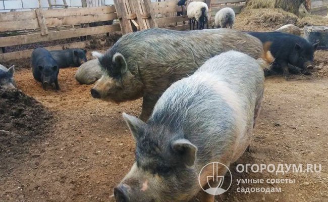 Кармалы широко распространены на постсоветском пространстве и вызывают большой интерес у многих начинающих свиноводов