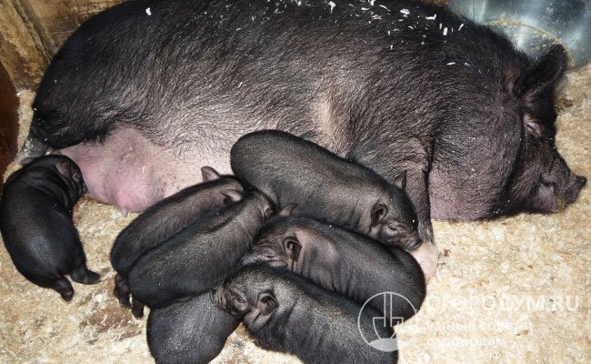 Новорожденные поросята весят по 450-550 г (свинки) или 500-600 г (кабанчики)