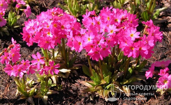 Розовая – влаголюбивый вид с розовыми цветками диаметром 1 см, листовая розетка отрастает после формирования цветоносов