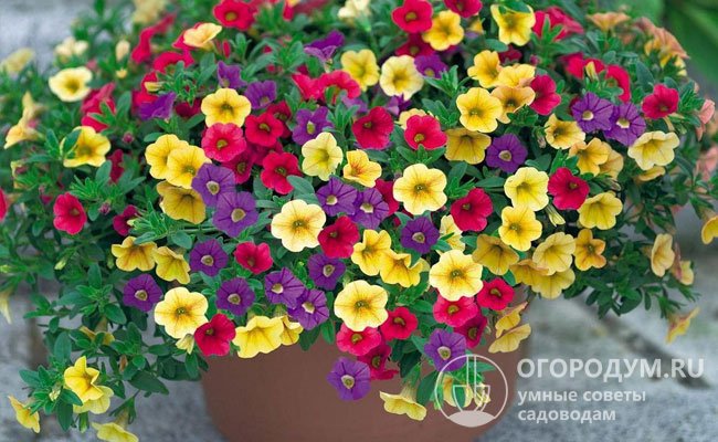 Калибрахоа – ближайшая родственница петунии, усыпана множеством мелких (до 3 см в диаметре) цветков с желтой или коричневатой серединкой