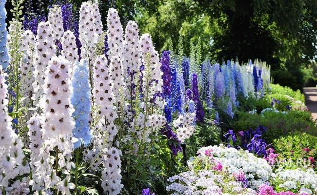 Гамма расцветок включает белые, розовые, сиреневые, голубые, синие и фиолетовые оттенки