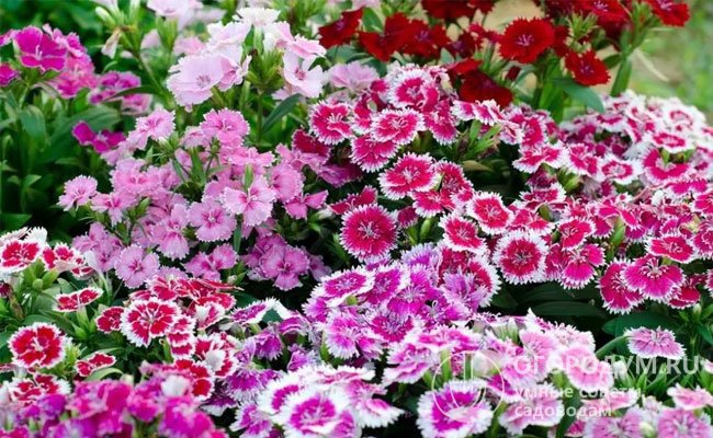 Яркие ароматные цветы служат эффектным украшением клумб и альпийских горок