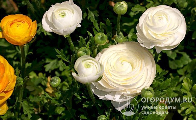 Несмотря на внешнее сходство с розами или пионами, лютик садовый выгодно отличается своей неприхотливостью и устойчивостью к болезням и вредителям