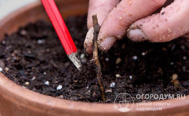 Размножать флоксы корневыми черенками удобнее весной, поскольку отпадает необходимость в зимнем хранении посадочного материала в подвале