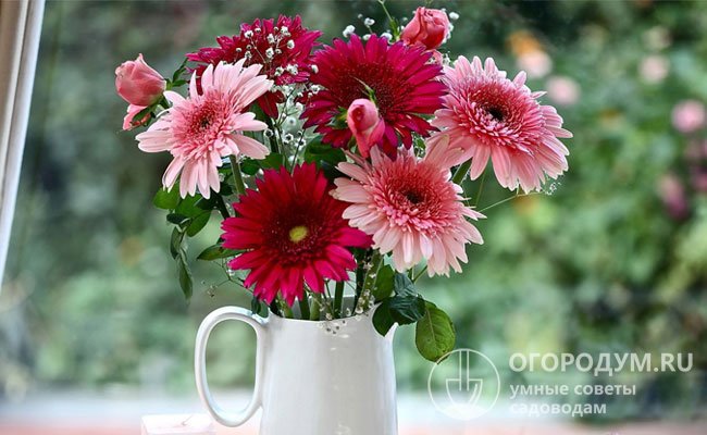 Срезанные цветы обладают отличной стойкостью, в вазе с водой сохраняют свежесть до 3 недель