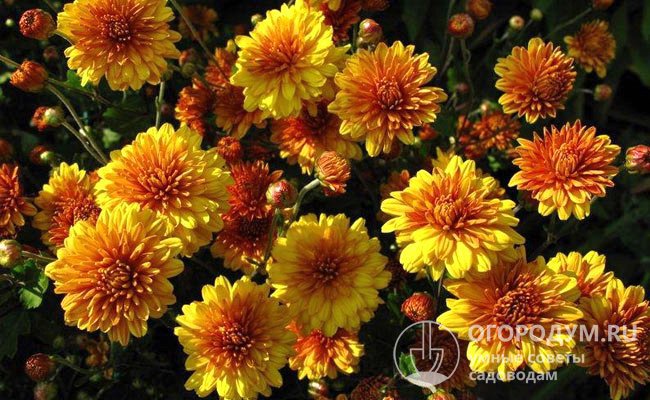 «Янтарь»: невысокий куст, густо покрытый терракотово-желтыми соцветиями, хорошо разрастается корневой порослью