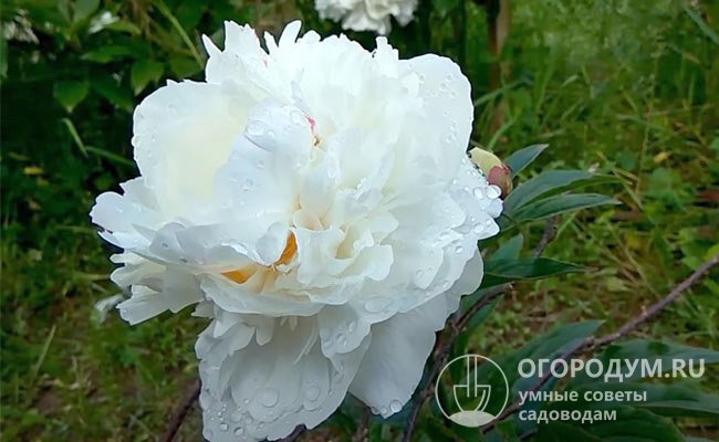 «Белый Новосибирский» – куст сильнооблиственный, высотой до 92 см, цветок махровый, розовидный, со слабым ароматом