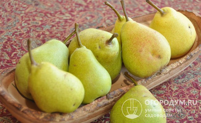 Плоды «Медовой» славятся нежным вкусом и большими размерами, легко переносят транспортировку и длительное хранение