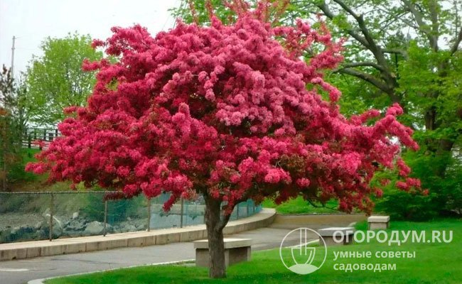 Декоративные яблоневые деревья широко используются в ландшафтном дизайне дачных и приусадебных участков, в городском озеленении улиц, парков и скверов