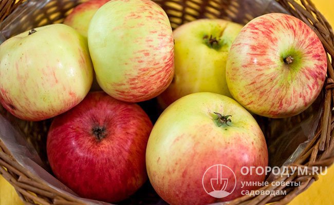 Яблоки отличаются высокими товарными качествами (товарность до 90%, в том числе высшего и первого сорта ­– до 40-50%)