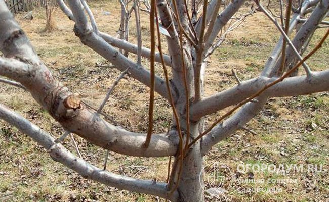 Нежелательные волчки, растущие вертикально вверх, могут появляться и на молодых деревьях в случаях их серьезного повреждения или избытка азотных удобрений