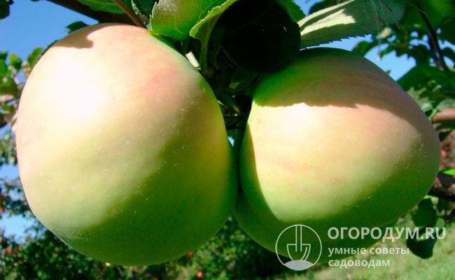 «Синап орловский» ценится садоводами за стабильную урожайность, крупные размеры и гармоничный вкус плодов