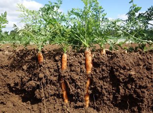 Что посадить после моркови на следующий год в открытом грунте
