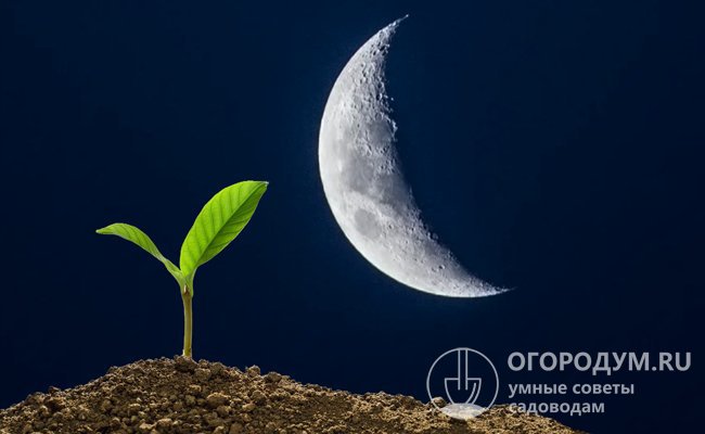 Май 2021 года начинается с убывающей Луны (01.05-10.05) – это время благоприятно для прореживания, прополки, обработки от вредителей, санитарной и формирующей обрезки растений