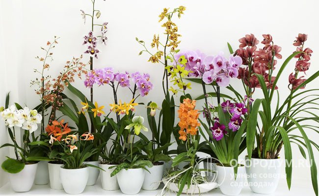 Цветущие орхидеи становятся самым изысканным украшением интерьера