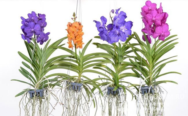 Растения рода Ванда опытные цветоводы с успехом выращивают без субстрата, размещая их с оголенными корнями в подвешенном состоянии на окне