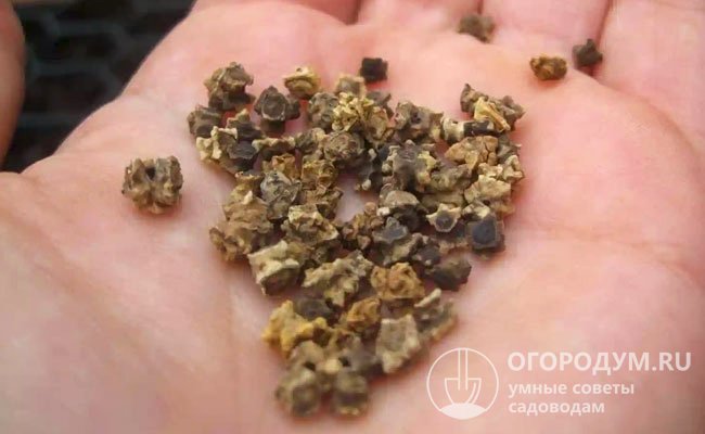 Созревшие семена свеклы (на фото) выглядят, как многогранные «клубочки» бронзового или темно-коричневого цвета, покрытые твердой оболочкой