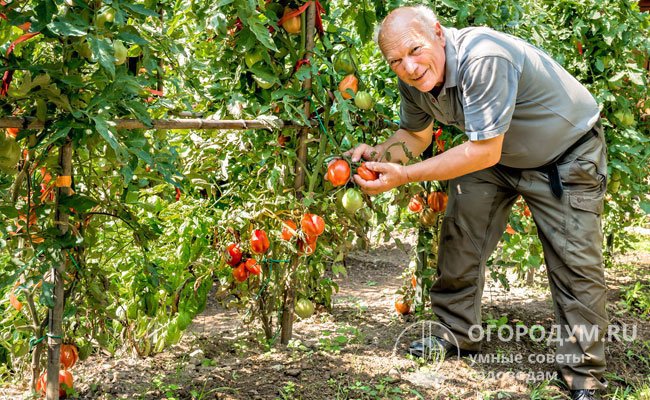 Для получения урожая в неблагоприятных условиях опытные огородники используют преимущественно ранние сорта томатов