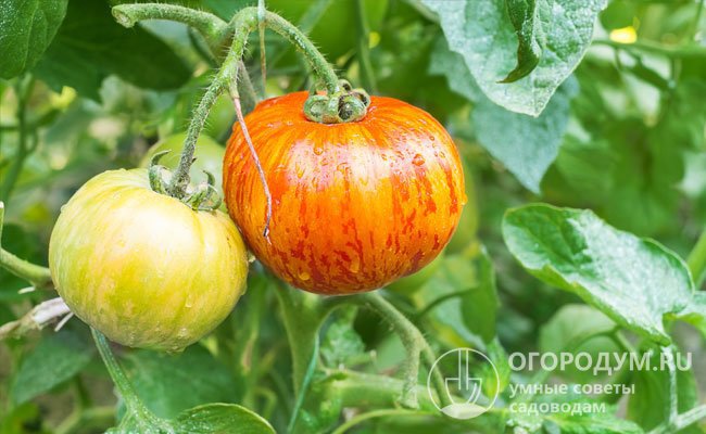 Имеются данные, что такие томаты поражаются фитофторой и другими инфекциями гораздо реже, чем помидоры, возделываемые «традиционными» способами
