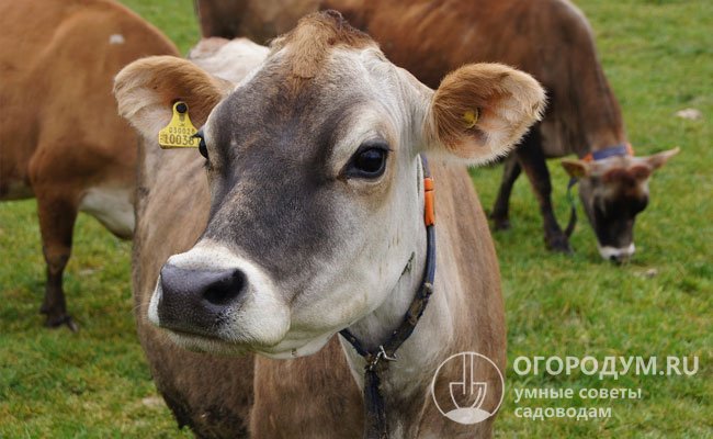 В Госреестре России джерсейская порода коров отнесена к молочно-мясному направлению