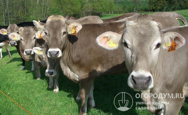 Коровы швицкой породы (на фото) популярны во всем мире и ценятся за очень высокое качество молока