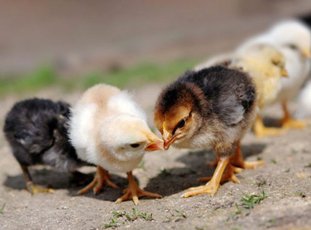 Почему цыплята расклевывают друг друга до крови и что делать в таких ситуациях