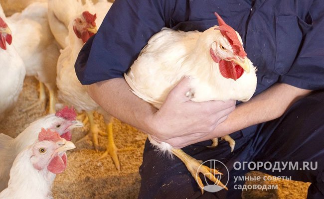 Молодняк кур, относящихся к лучшим бройлерным кроссам, достигает живого веса 2,5-2,7 кг к возрасту 7 недель и максимально приспособлен для промышленного разведения