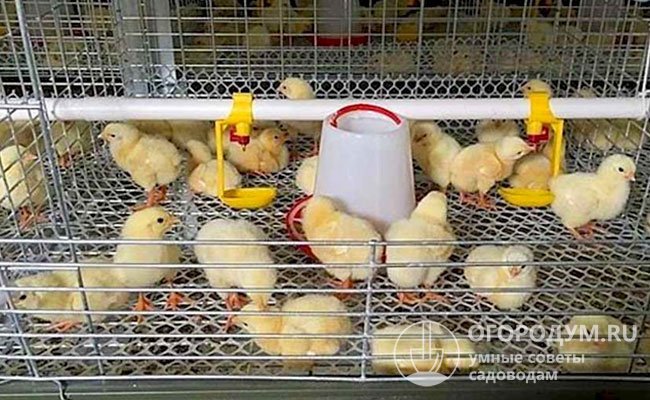 По опыту крупных хозяйств выживаемость цыплят, подращиваемых в клетках до 2-месячного возраста, составляет до 99,85%
