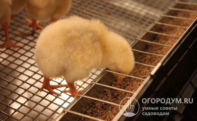 Цыплятник должен быть прочным, сухим, теплым, с хорошей вентиляцией и достаточным освещением, предусматривать легкую очистку от помета и остатков пищи