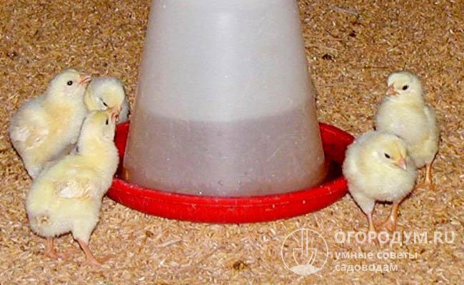 При разведении цыплят в домашних условиях отличным решением является вакуумная поилка – небольшая питьевая чаша с резервуаром