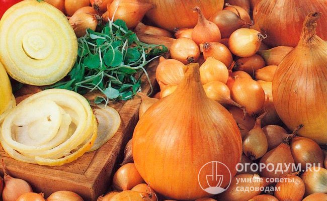 Вес одной луковицы составляет в среднем 120-160 граммов, они прекрасно подходят для употребления в свежем виде и для домашней переработки, а также замораживания и сушки