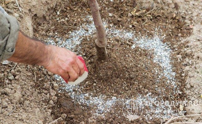 Некоторые специалисты советуют предварительно снять верхний слой почвы (1-2 см) в приствольном круге, рассыпать гранулы, затем заделать и обильно полить